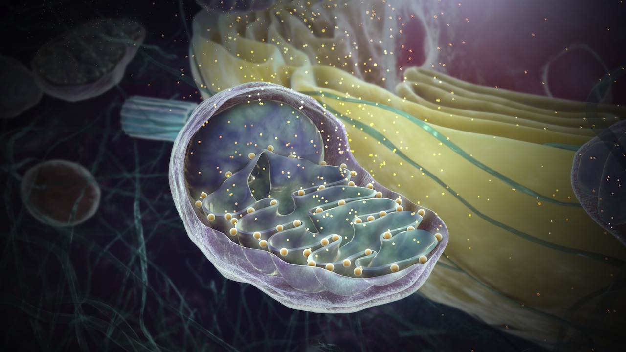Image Gallery - Scientific Animations