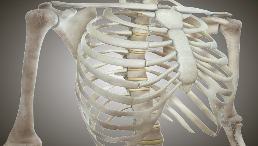 Bone between the scapula and the sternum? Scientific