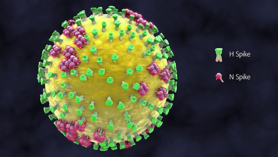 Which virus has H and N spikes on it? Scientific Animations