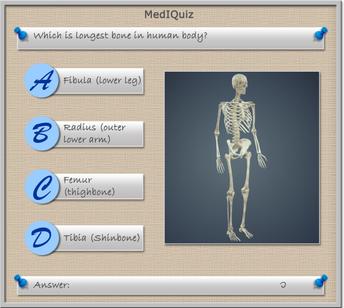 Longest bone in the human body? - Scientific Animations