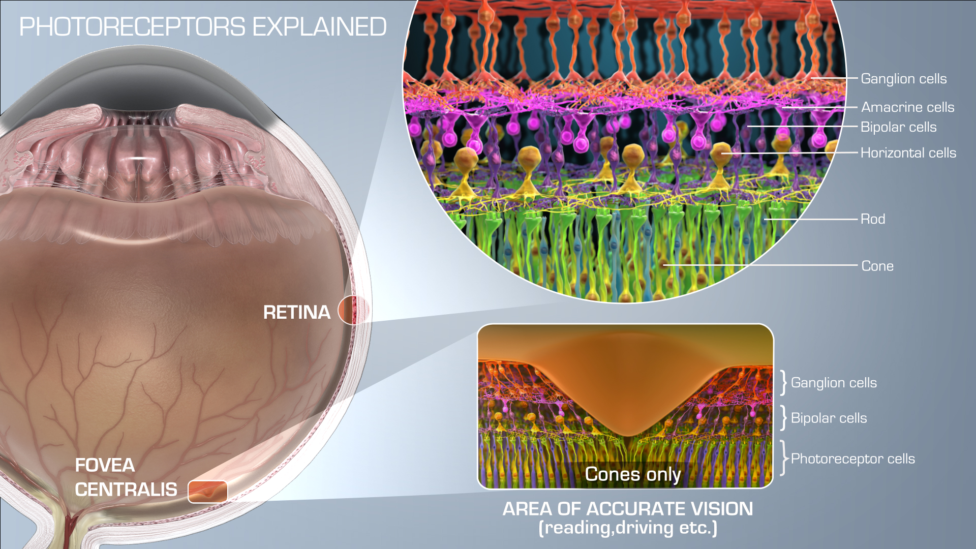 Image Gallery - Scientific Animations