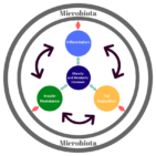 Gut Microbiota Cause Most Chronic Diseases