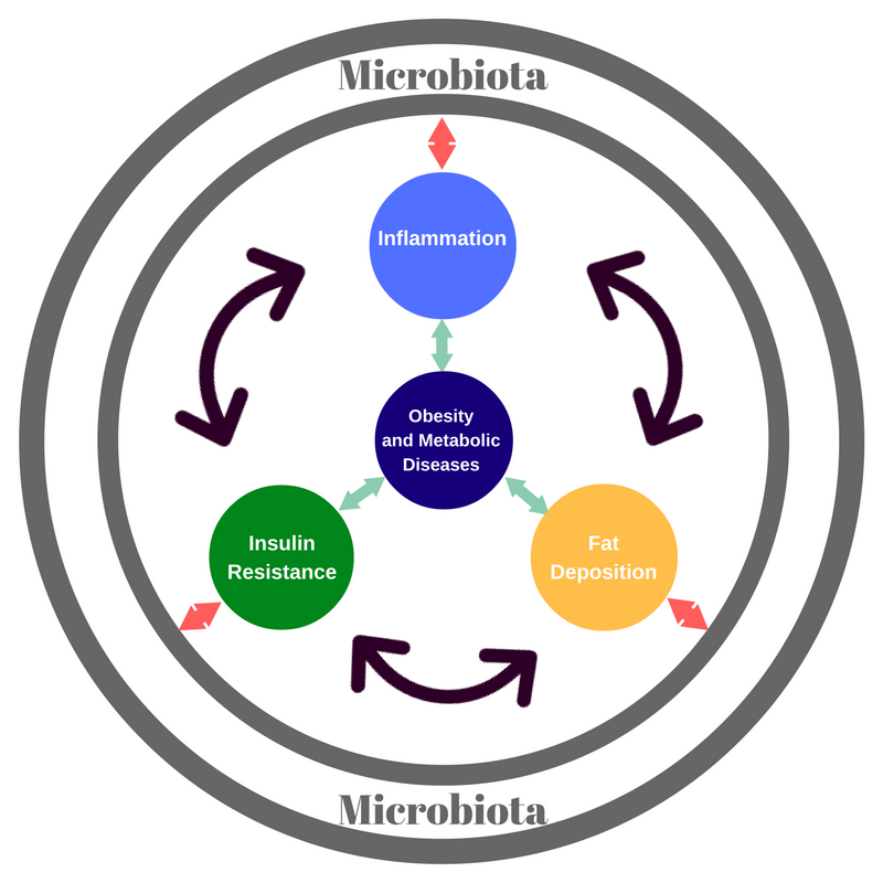 Gut Microbiota Cause Most Chronic Diseases Scientific Animations