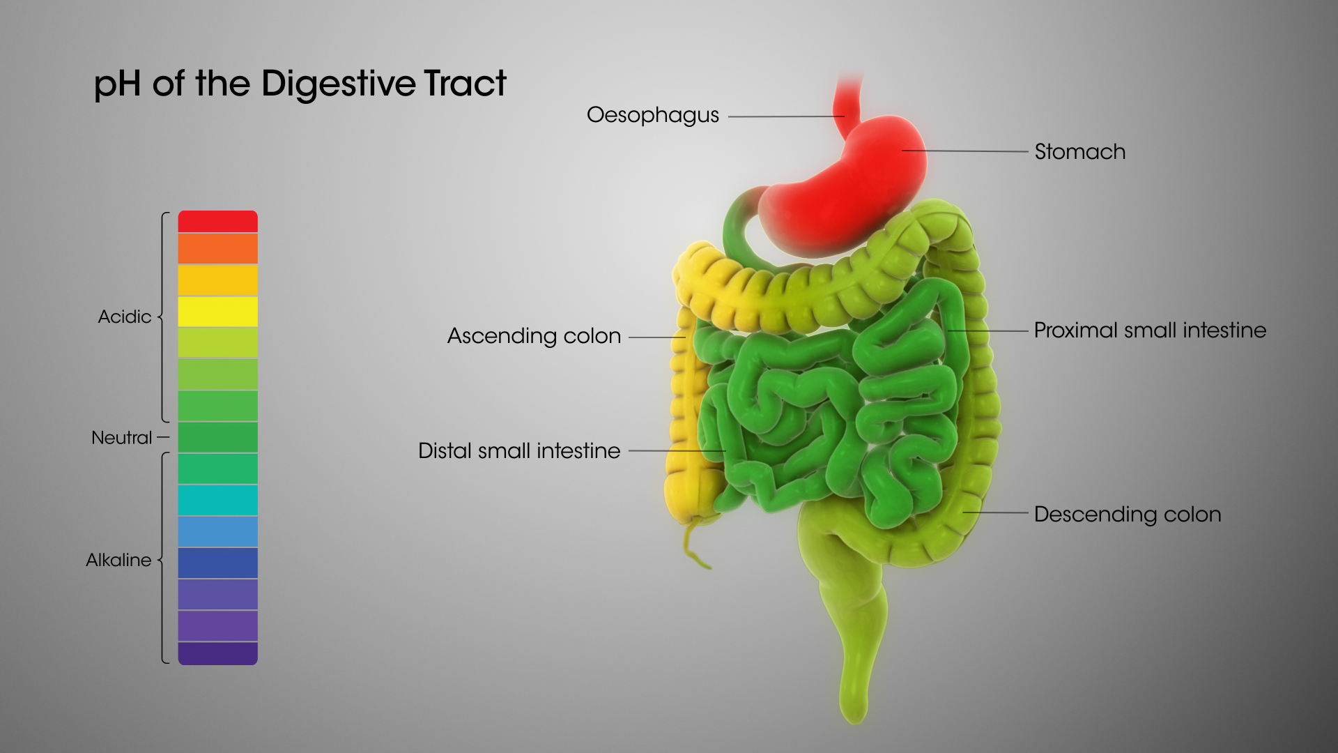 Digestive System PH Levels Scientific Animations