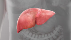 3D Medical Animation still showing Liver