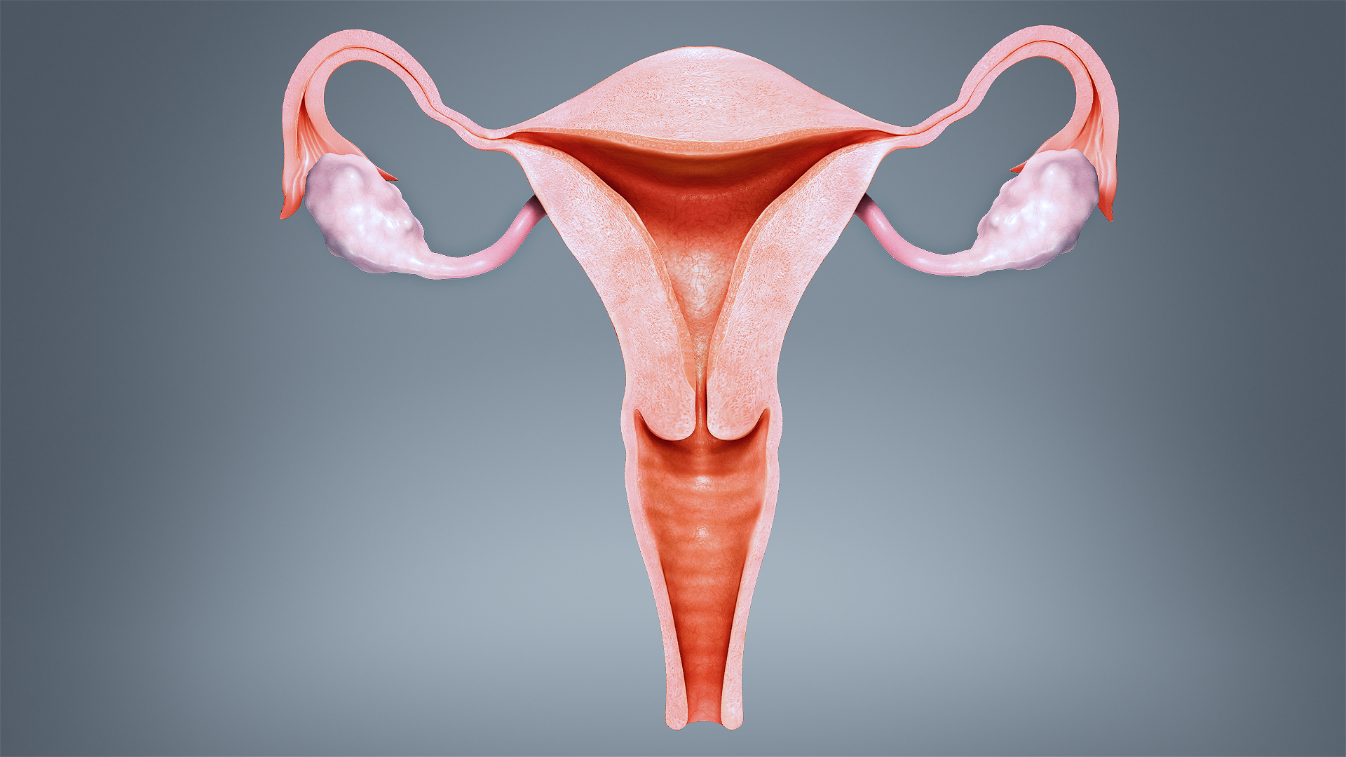 Uterus: Functions and Conditions - Scientific Animations