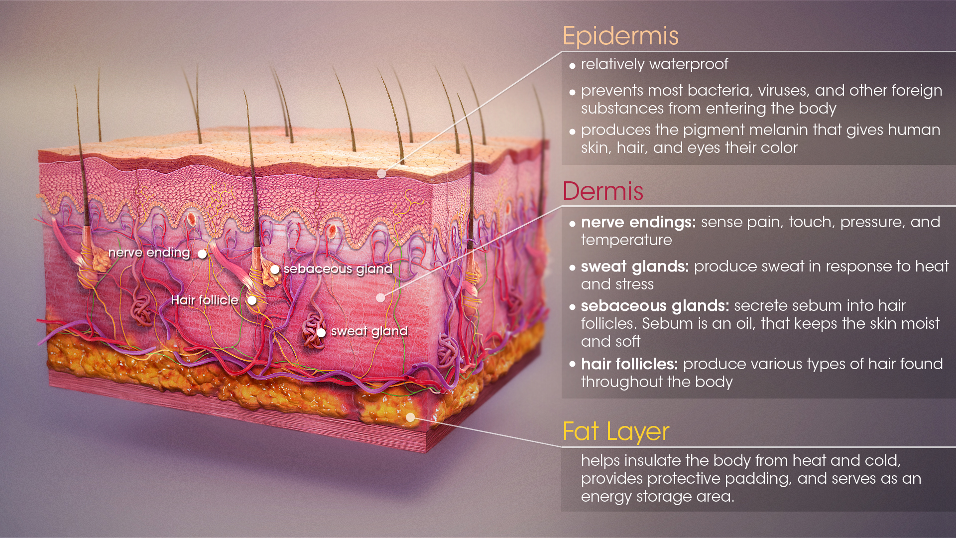 Skin: Functions, Conditions and Treatments - Scientific Animations