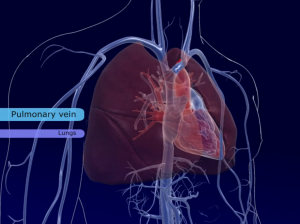 3D-lung-anatomy-training