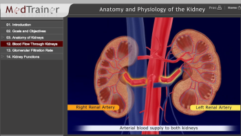 MedTrainer - Blood flow through Kidneys
