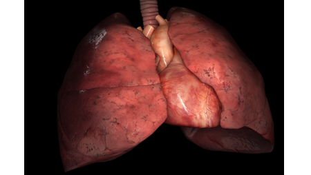 lungs - Scientific Animations