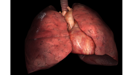 lungs - Scientific Animations lungs - Scientific Animations