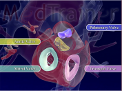 Training on Heart Anatomy using 3D