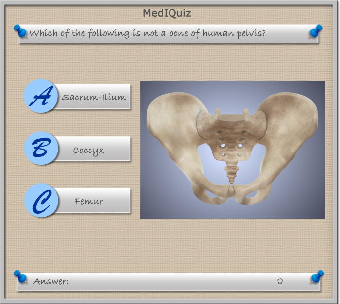 Which of the following is not a bone of the human pelvis?
