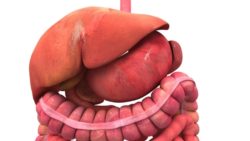 A textured 3D image of the Digestive System