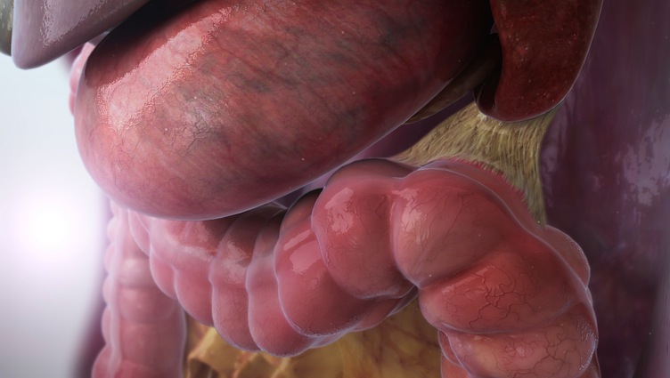 Digestive System - Scientific Animations Digestive System - Scientific Animations