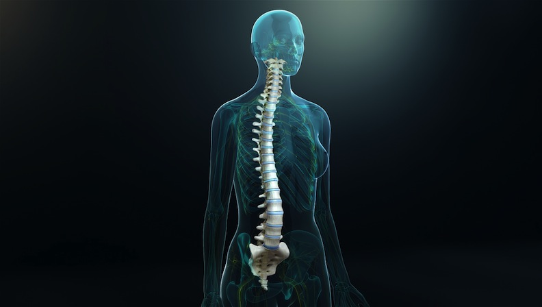 Orthopedic - Spinal Cord - Para - Scientific Animations