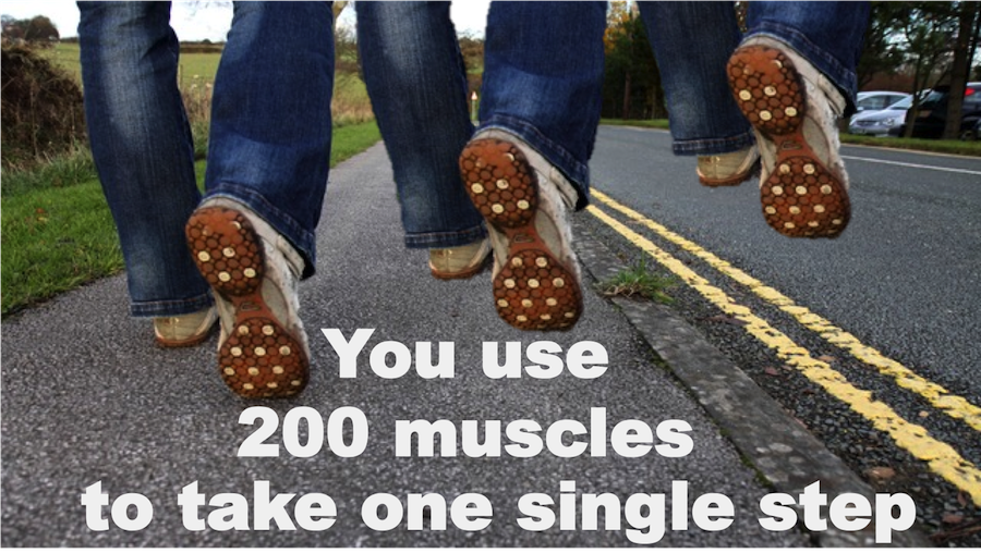 You use 200 muscles to take single step