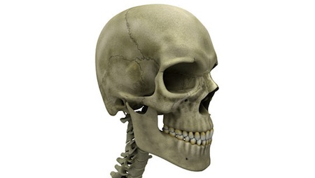 What are the fibrous joints found in the skull called?
