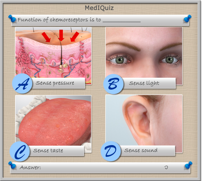 What is the function of chemoreceptors?