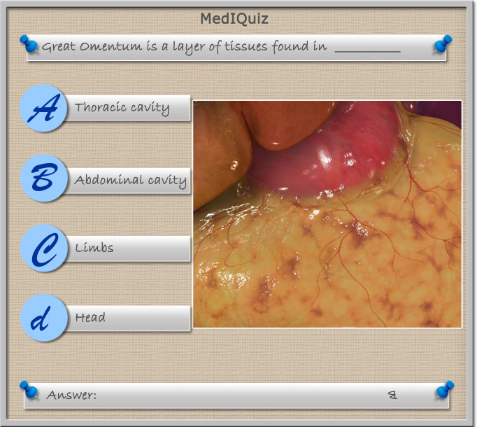 Where is the layer of tissue called Great Omentum found in the human body