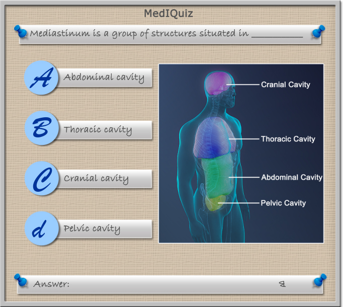 Where is the group of structures called mediastinum situated in the human body?