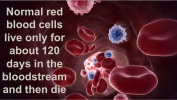 Life of a Red Blood Cell in the bloodstream