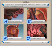 Testosterone is produced by which organ other than testes and ovaries in male and female?