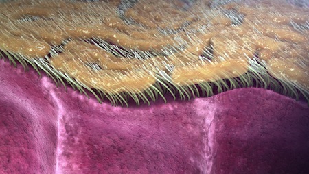 Hair like structure lining the bronchus in the lungs