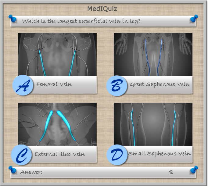 Which is the longest superficial vein in leg?