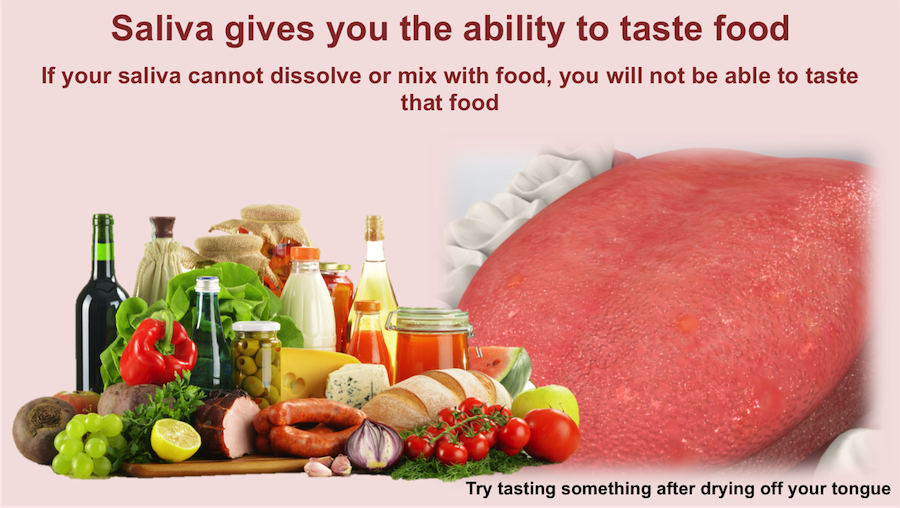 A dry tongue can taste nothing. Saliva gives you the ability to taste food