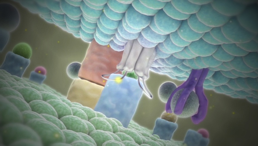 Protein molecule receiving chemical signals - Scientific Animations