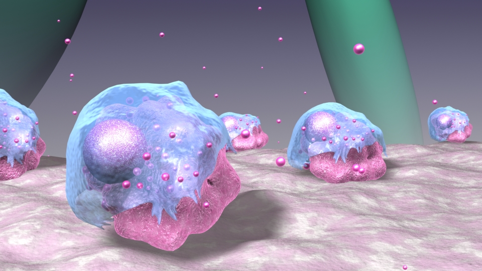 What is the macrophage located in the bone marrow called?