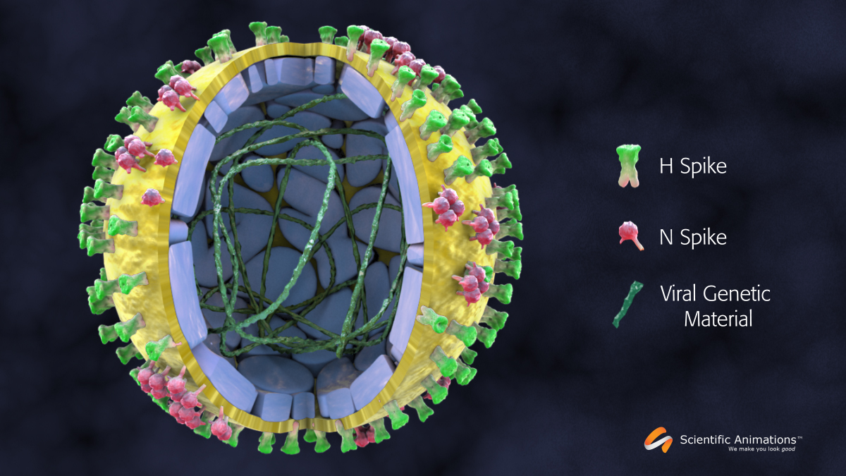 3D medical illustration of Swine Flu H1N1 virus