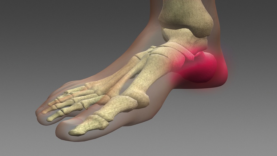 Largest bone of the foot? Scientific Animations