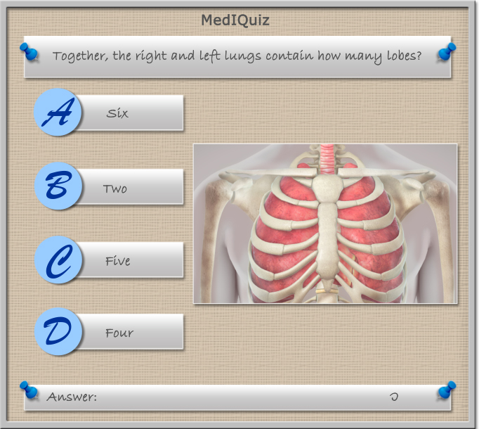 MedIQuiz - Left and right lung contains how many lobes?