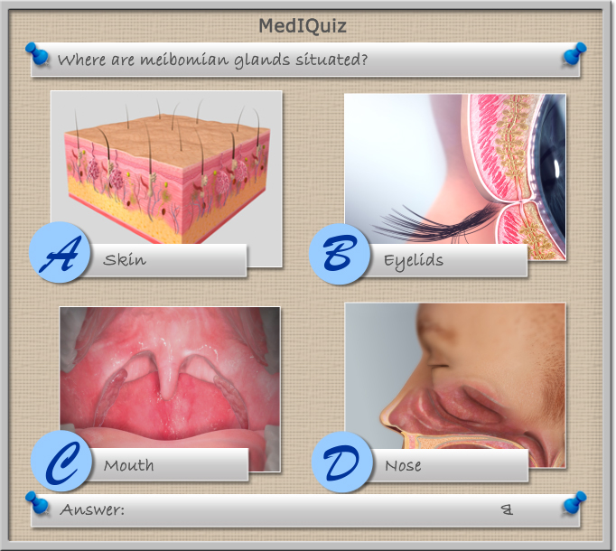 MedIQuiz - Where are meibomian glands situated?