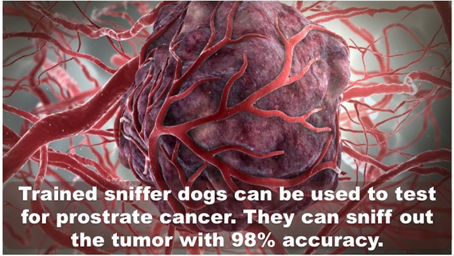 Did you Know - Sniffer dogs can sniff prostrate cancer with 95% accuracy