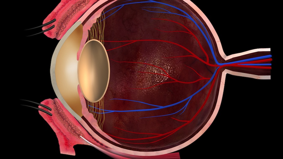 What part of the eye's main function is to refract light? - Scientific  Animations