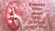 Blood filtered by the kidney-DYK30