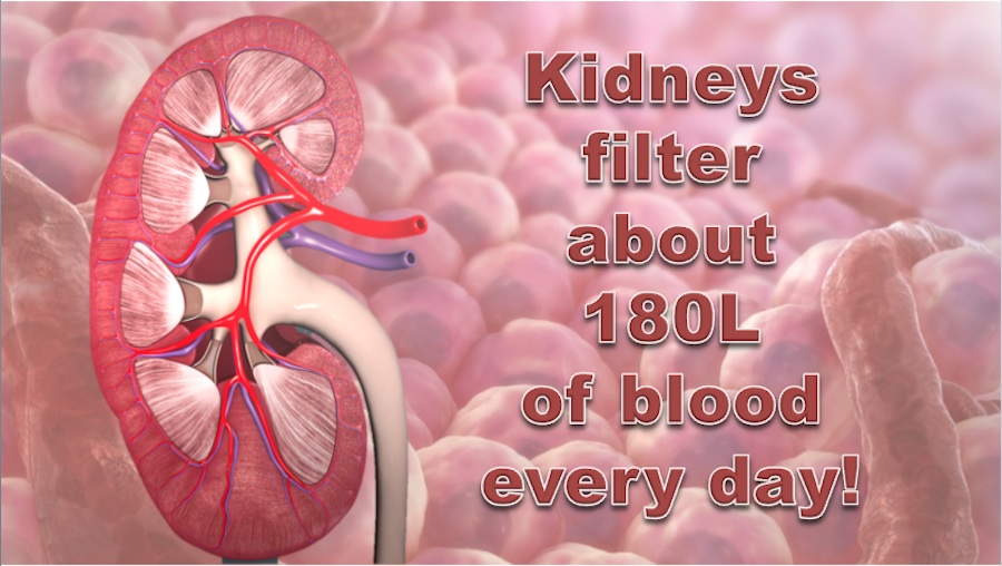 Blood filtered by the kidney - Scientific Animations