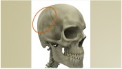 Image Quiz - Identify the skull bone highlighted in the 3D medical illustration?