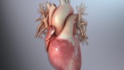 Image Quiz - Largest artery in the human body?