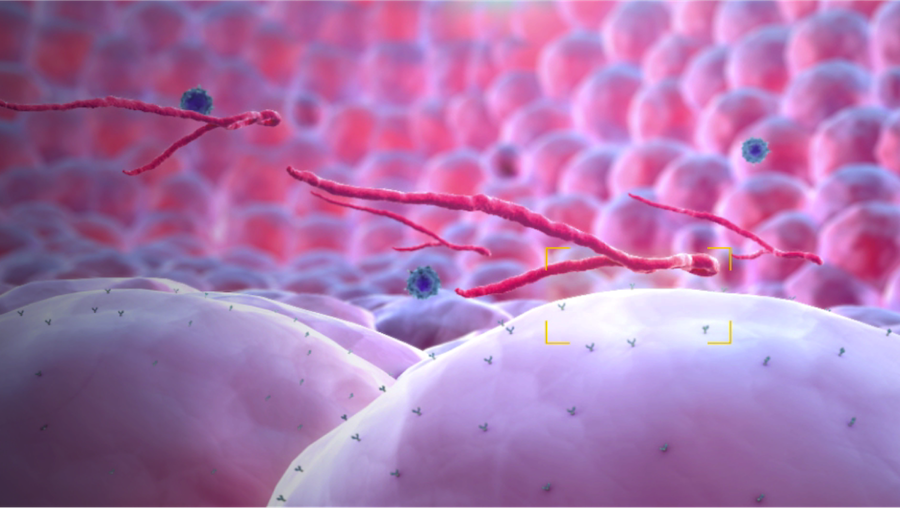 Image Quiz - Mode by which ebola enters the cell