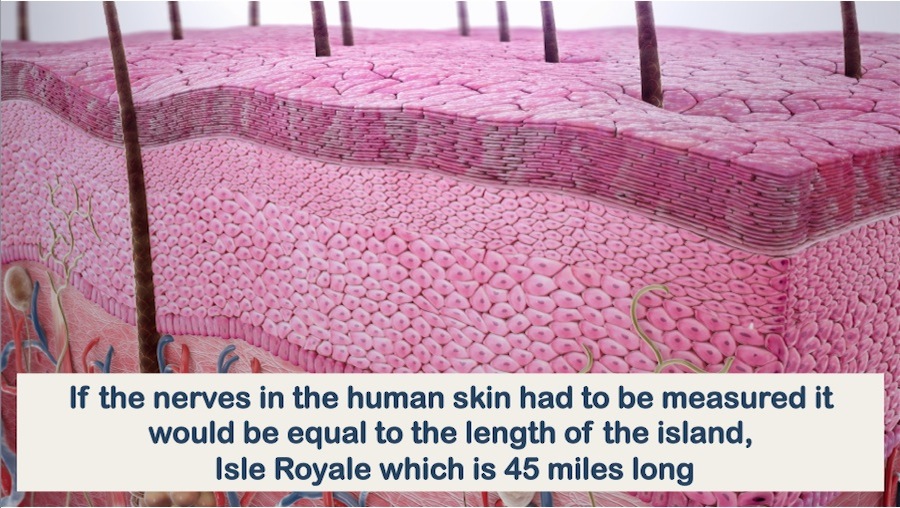 Nerves in the human skin-DYK-27