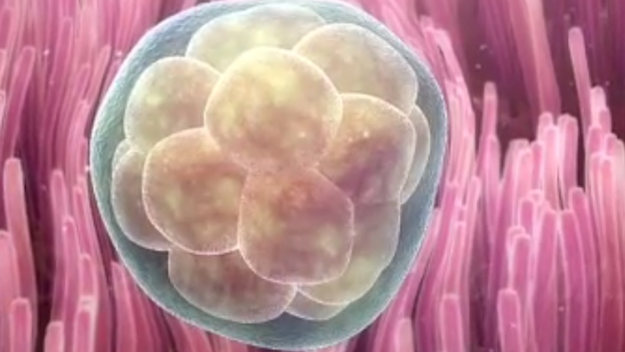 Identify the stage in the embryonic development lifecycle - Scientific  Animations