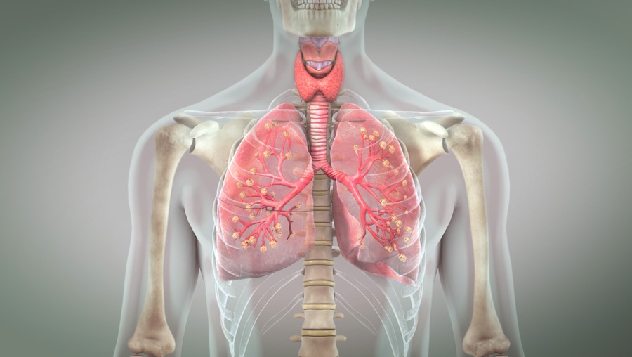Primary gas exchange units in the lungs? - Scientific Animations