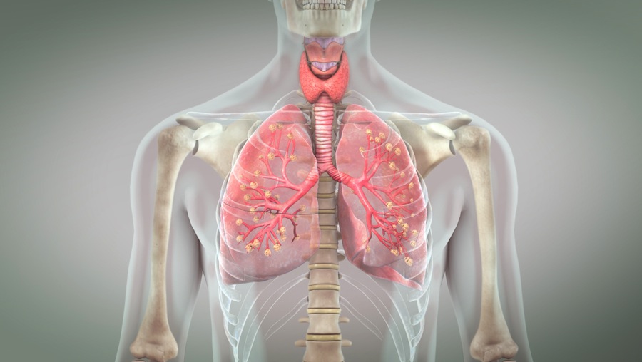 Image Quiz - Tiny sacs within our lungs that act as the primary gas exchange units?