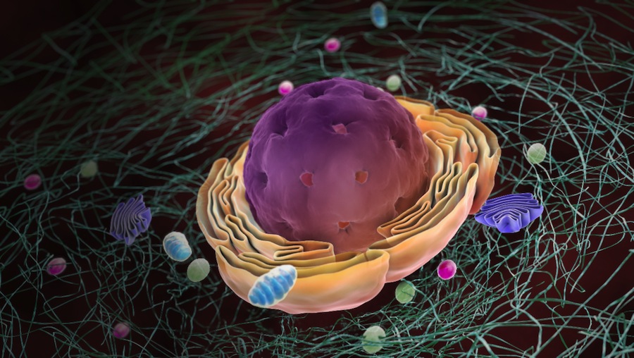 Image Quiz - Which organelle is central to the transport and modification of proteins in eukaryotic cells?