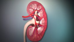 Kidneys: How they work, their Functions and related Diseases