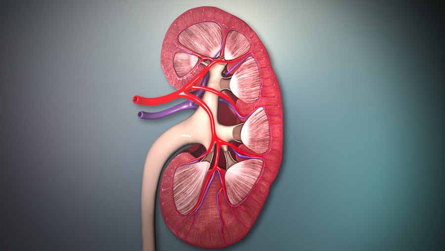 3D Medical Illustration - Cross section of the kidney